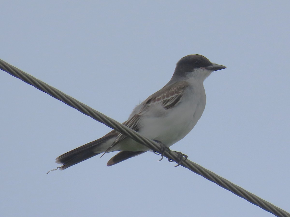 Eastern Kingbird - ML623767085