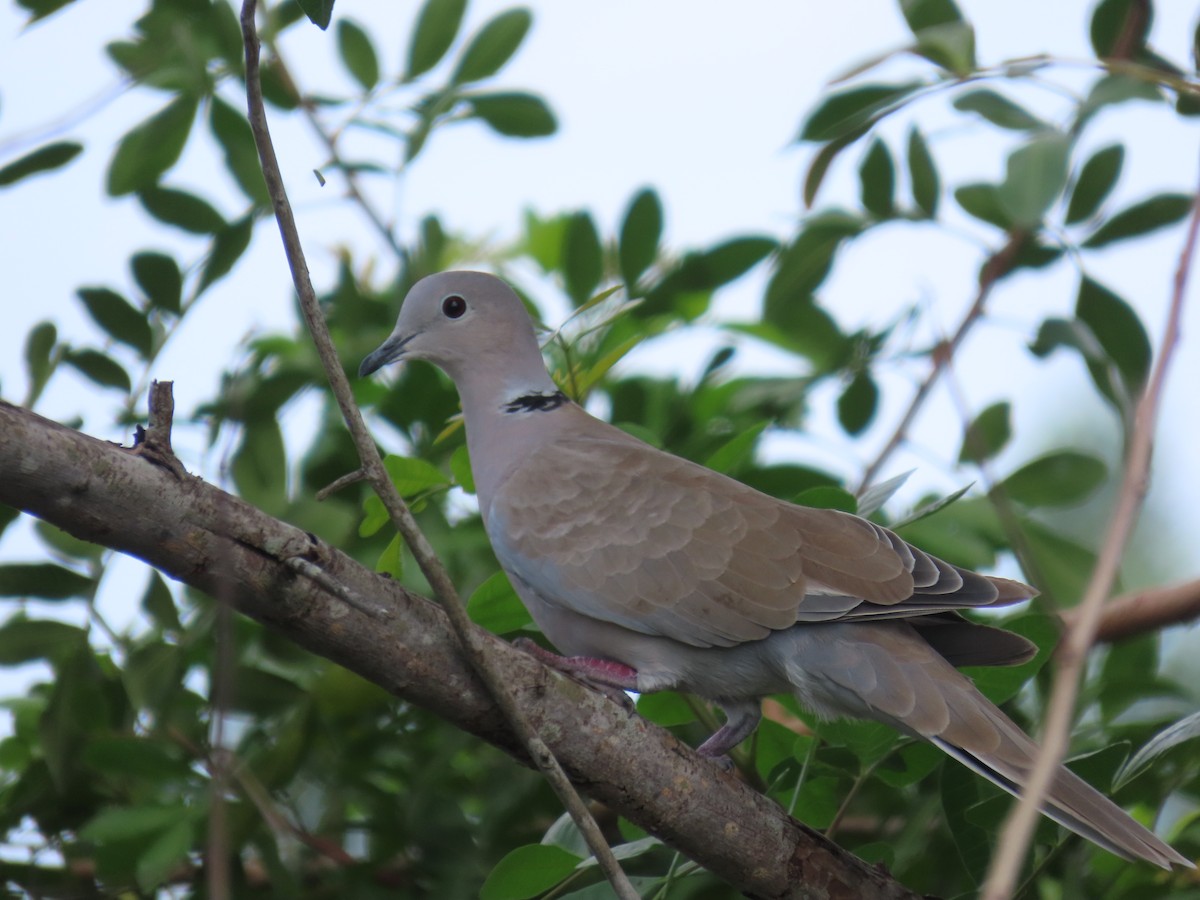 Eurasian Collared-Dove - ML623767112