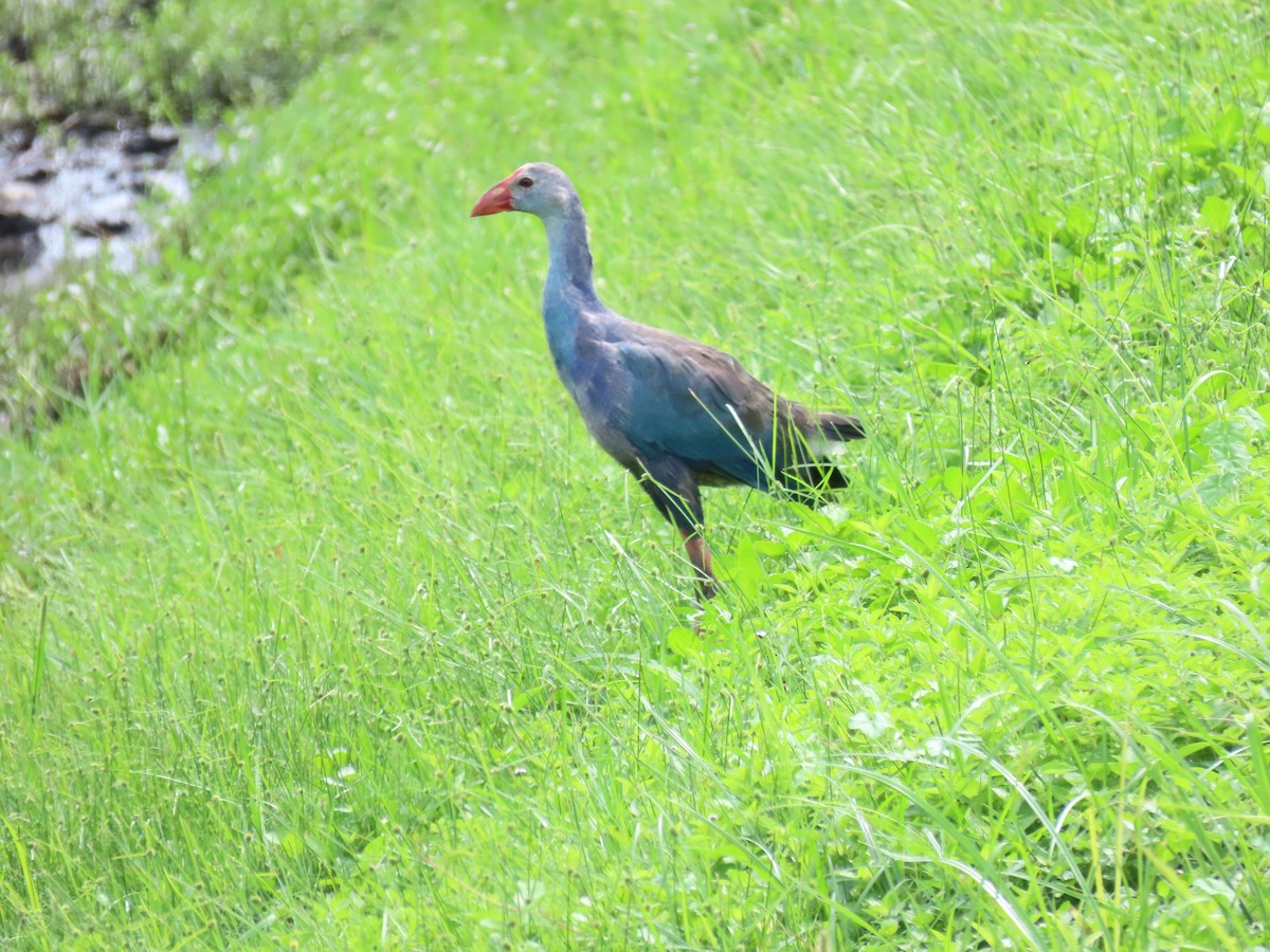 Gray-headed Swamphen - ML623767138