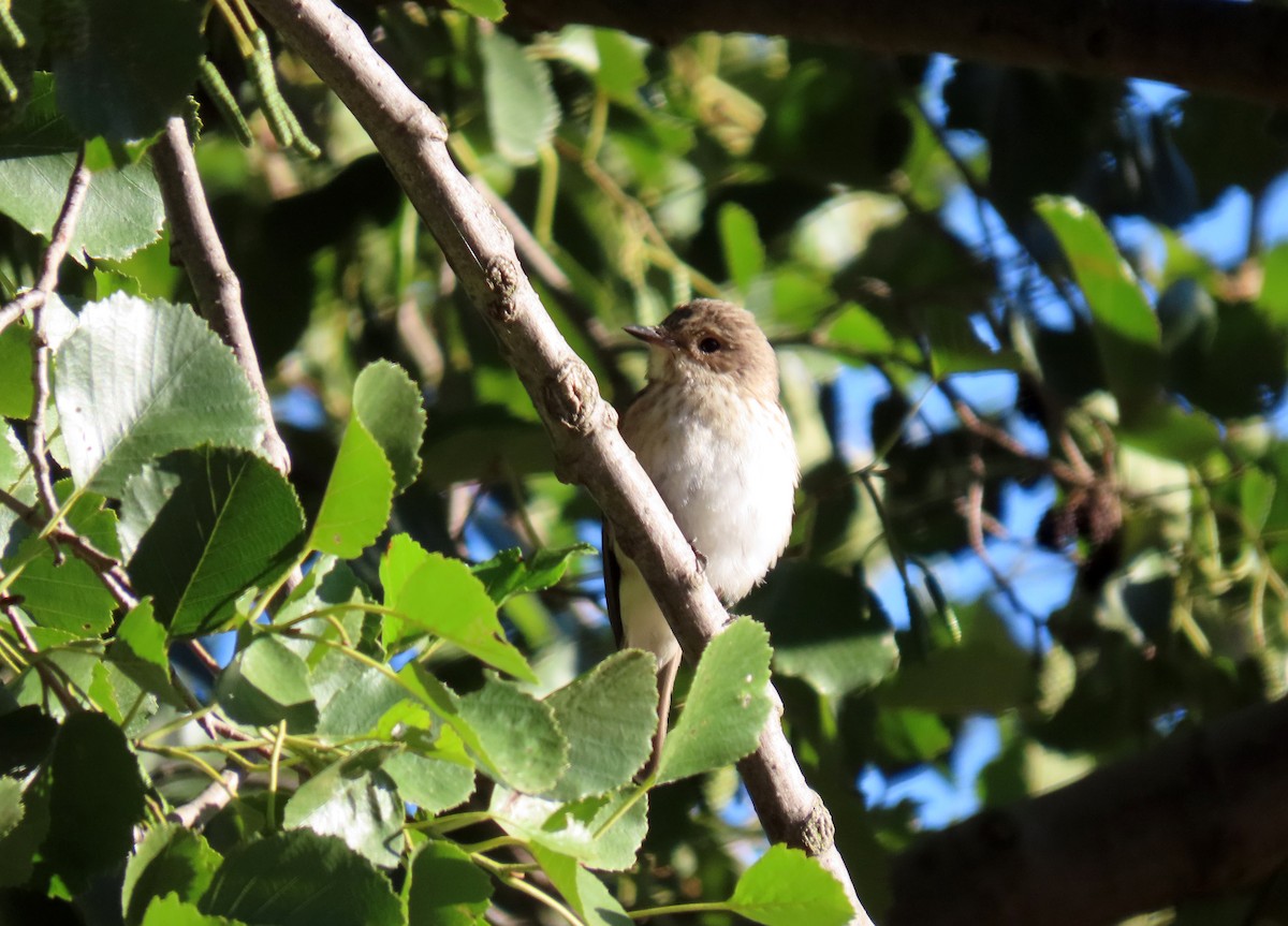 Spotted Flycatcher - ML623767141