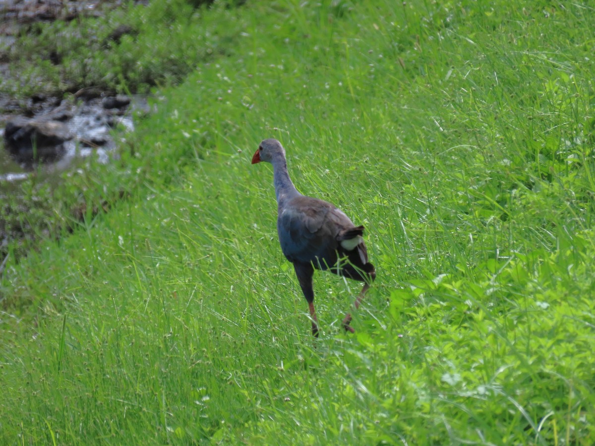 Gray-headed Swamphen - ML623767149