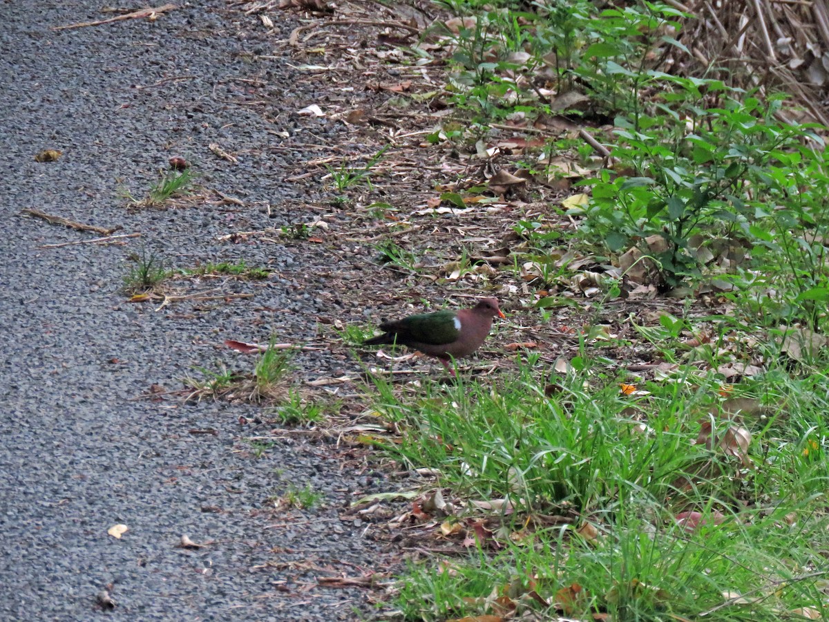 Pacific Emerald Dove - ML623767167