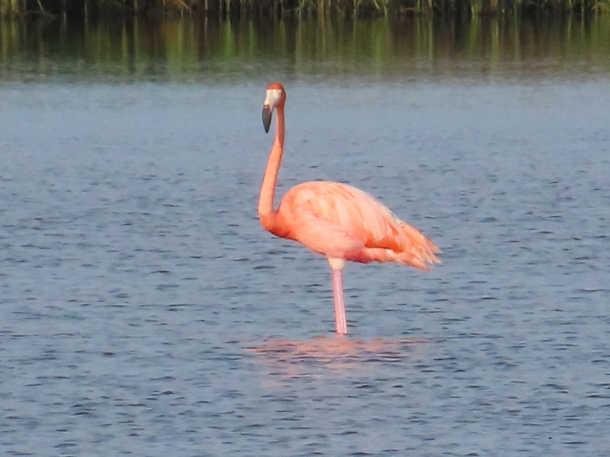 American Flamingo - Bill  Lapp