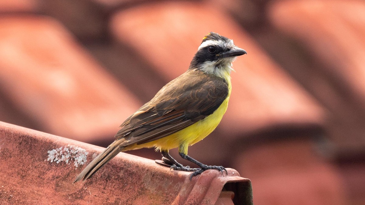 Great Kiskadee - ML623767237