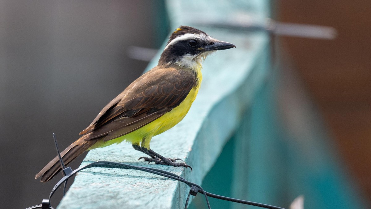 Great Kiskadee - ML623767238