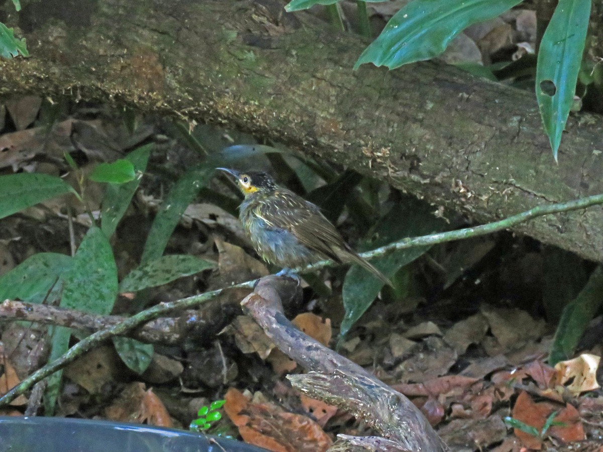 Macleay's Honeyeater - ML623767256