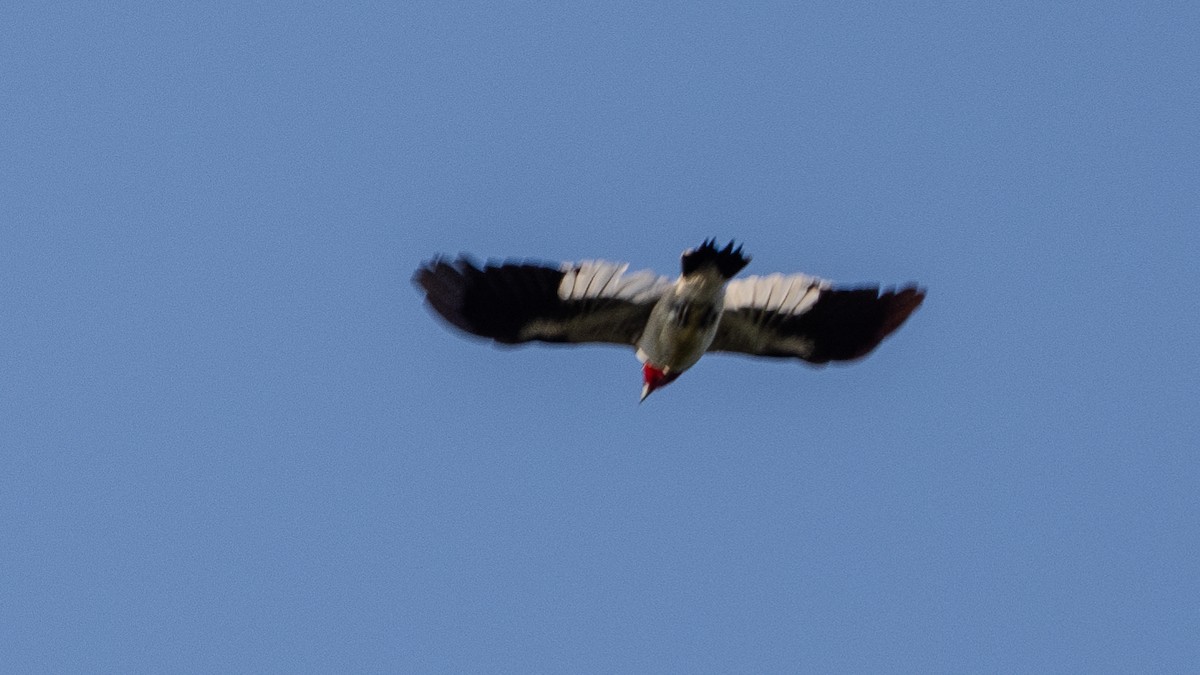 Red-headed Woodpecker - ML623767272