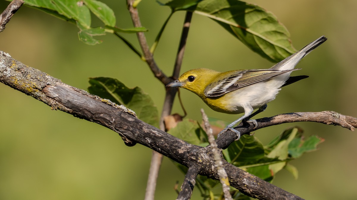 Yellow-throated Vireo - ML623767283