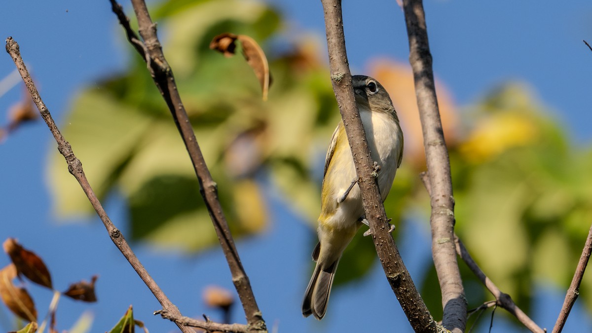 Blue-headed Vireo - ML623767288