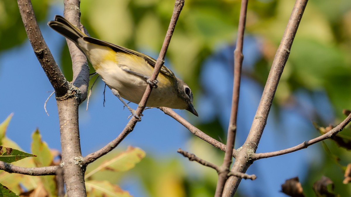 Blue-headed Vireo - ML623767291