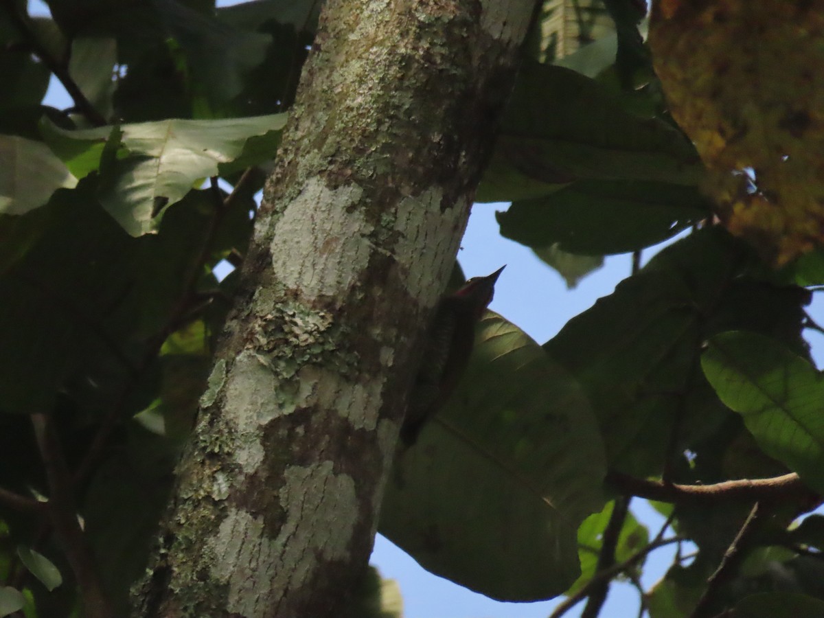 Gray-crowned Woodpecker - Erik Van Den Kieboom