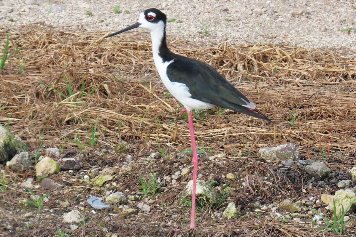 Black-necked Stilt - ML623767341