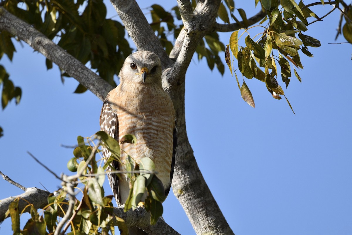 Red-shouldered Hawk - Sophie Tecson