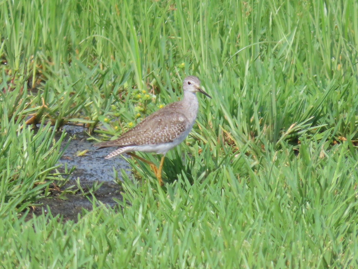 Lesser Yellowlegs - ML623767382