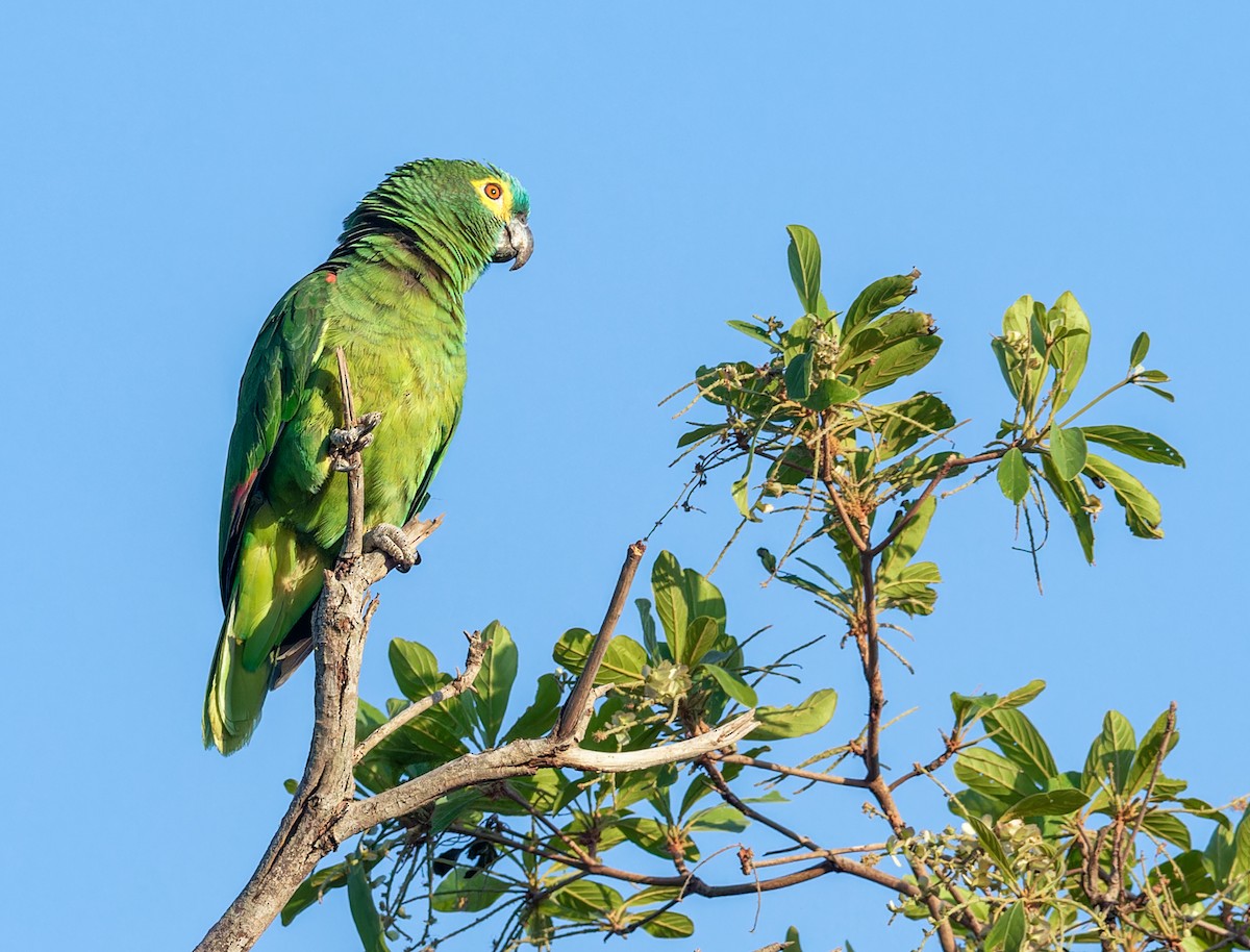 Turquoise-fronted Parrot - ML623767390