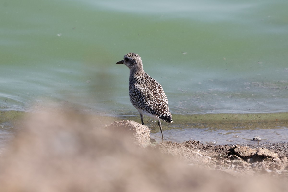 Black-bellied Plover - ML623767399