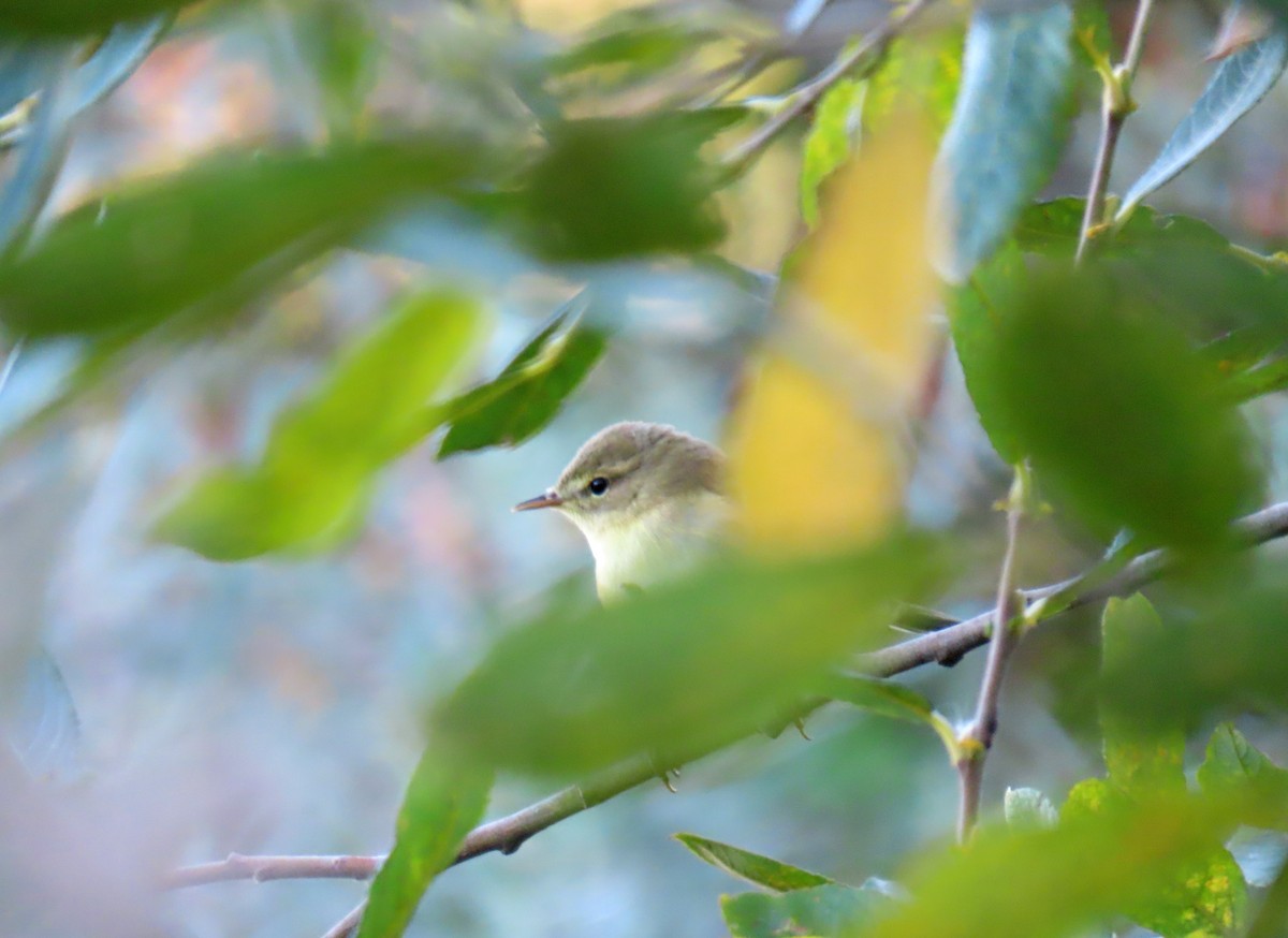 Common Chiffchaff - Francisco Javier Calvo lesmes