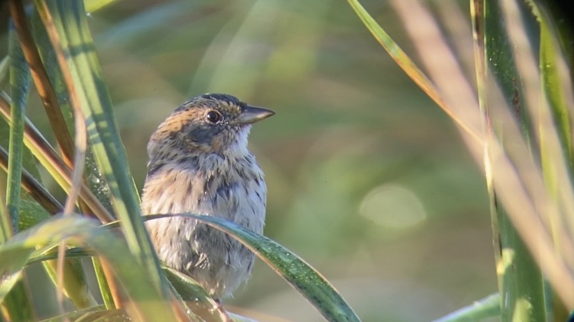 Saltmarsh Sparrow - ML623767409