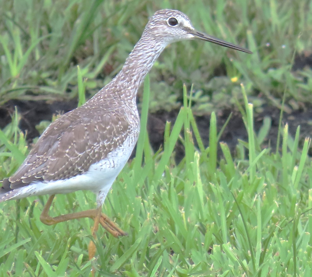 Greater Yellowlegs - ML623767423