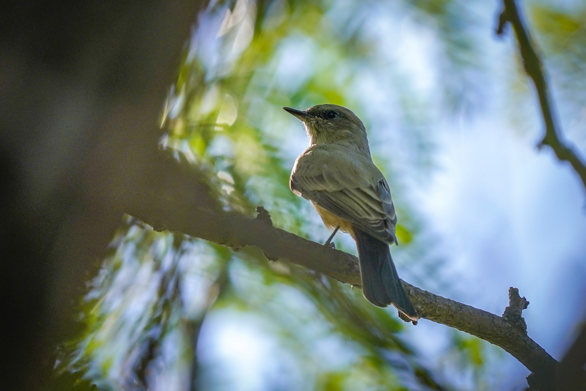 Say's Phoebe - ML623767461