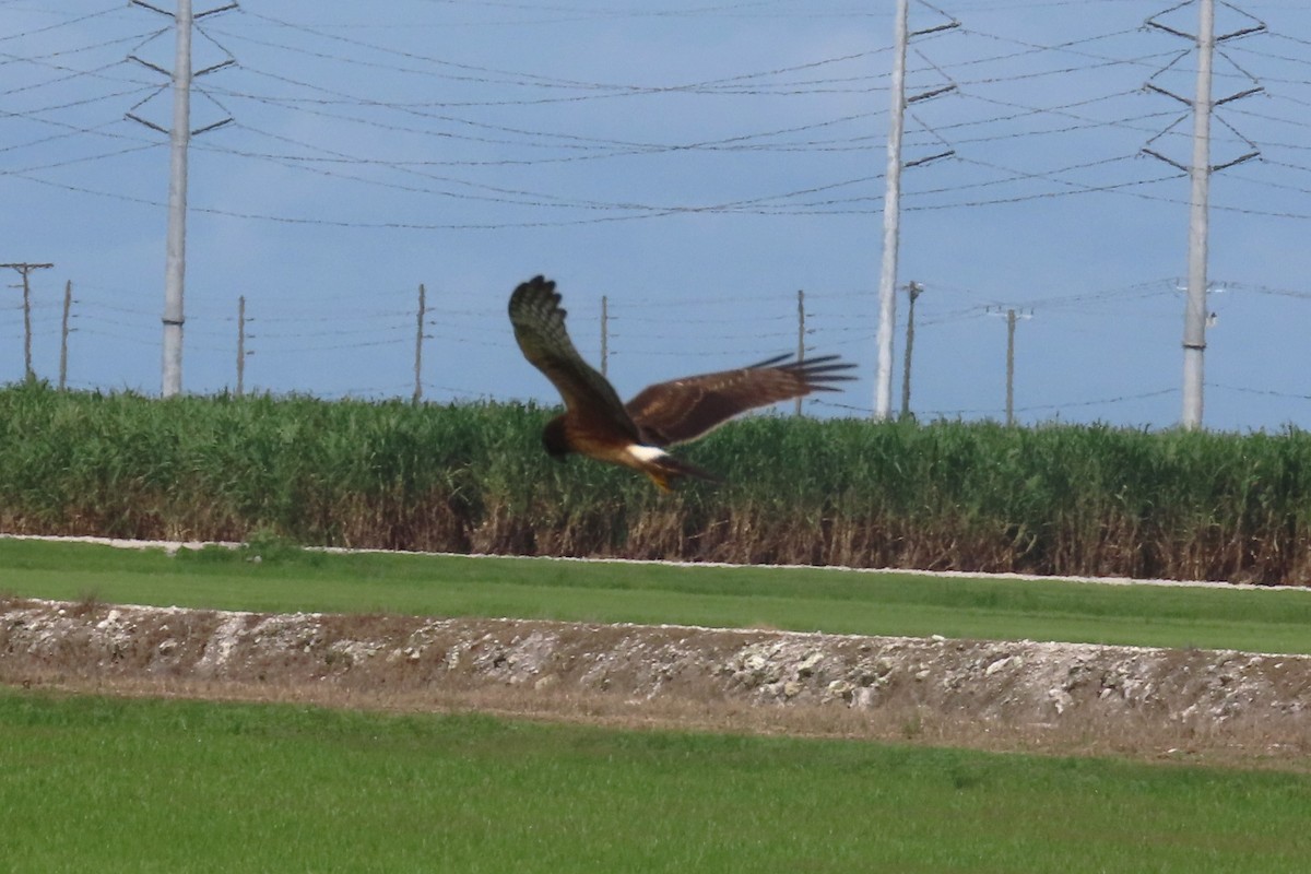 Northern Harrier - ML623767463