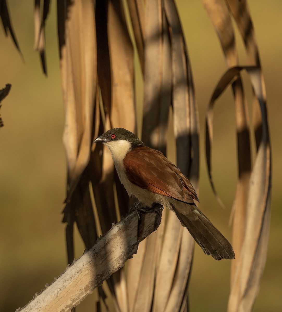 Senegal Coucal - Anand ramesh