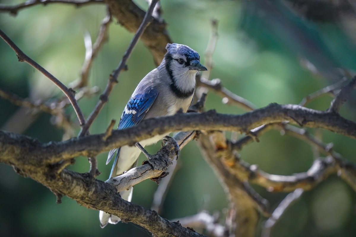 Blue Jay - ML623767482