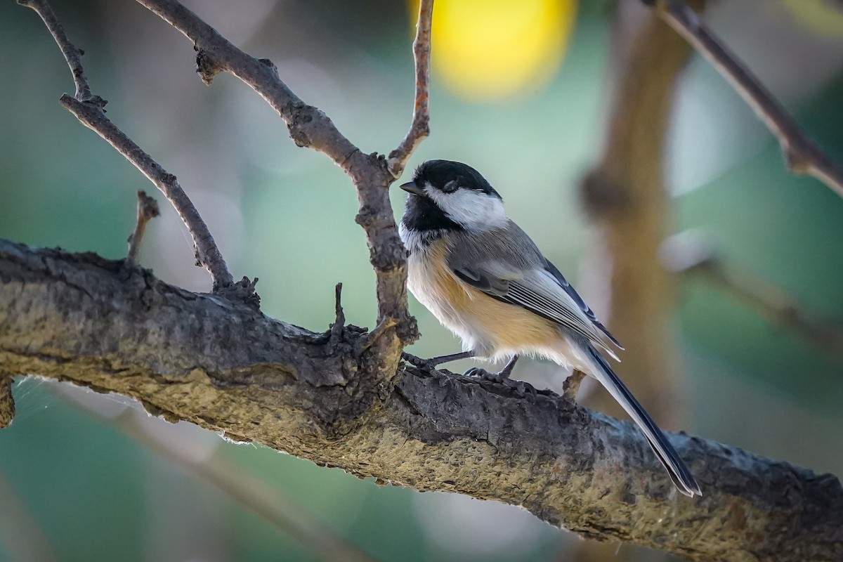 Black-capped Chickadee - ML623767490