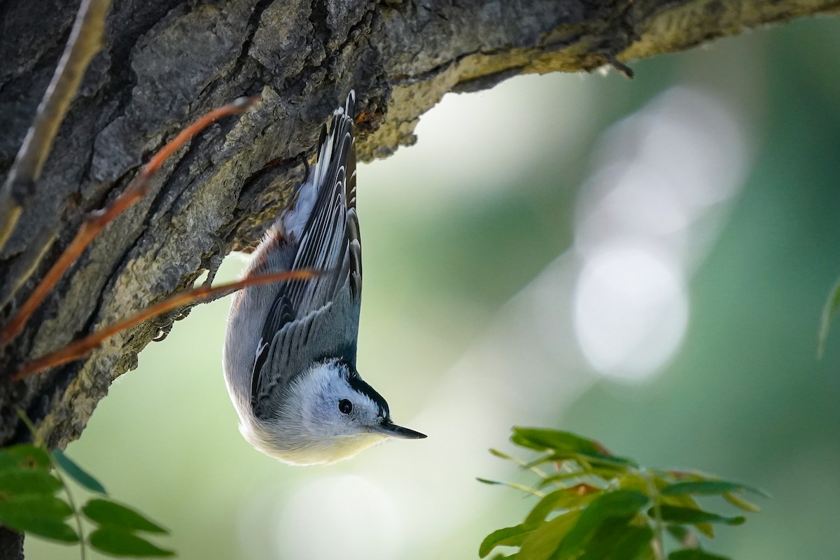 White-breasted Nuthatch - ML623767499