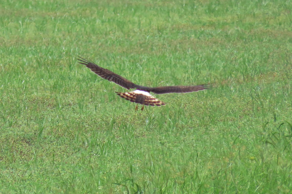 Northern Harrier - ML623767503