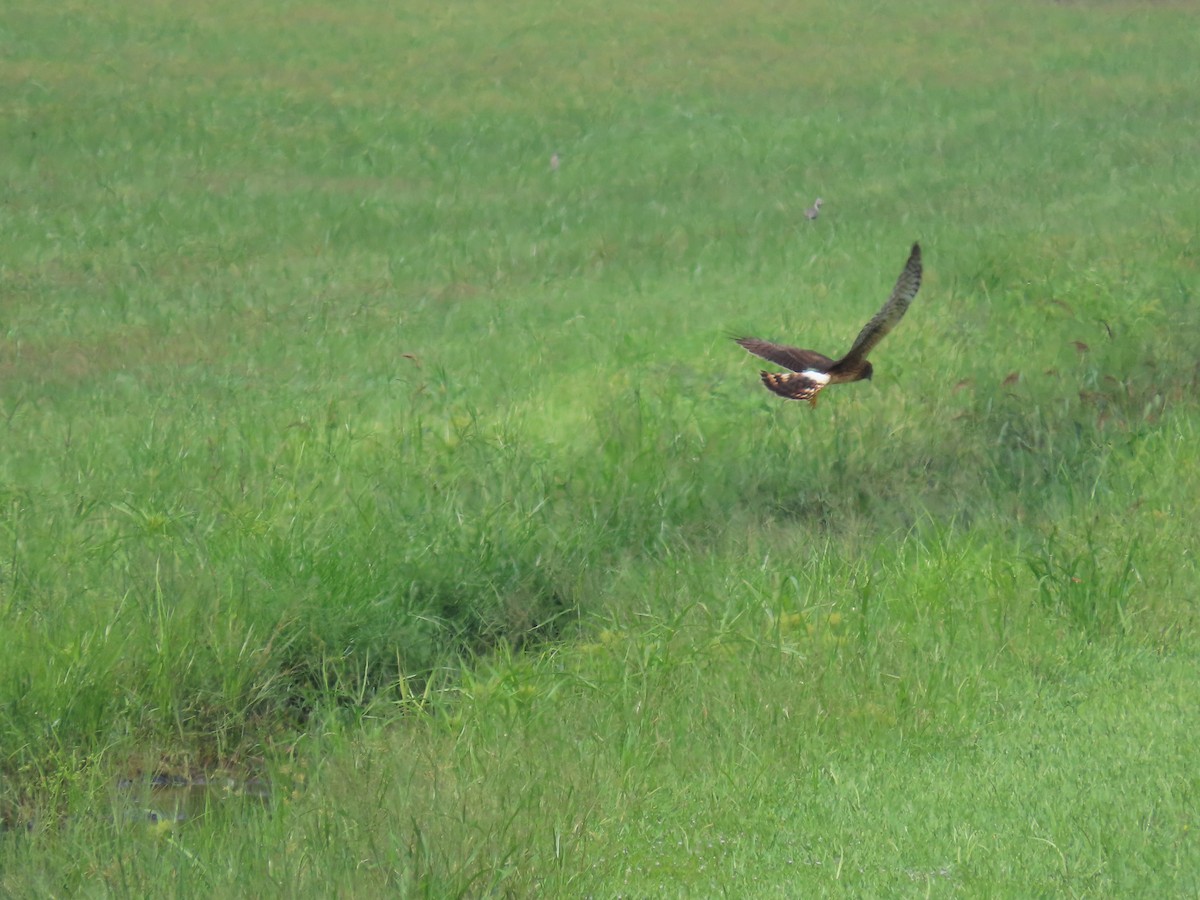 Northern Harrier - ML623767512