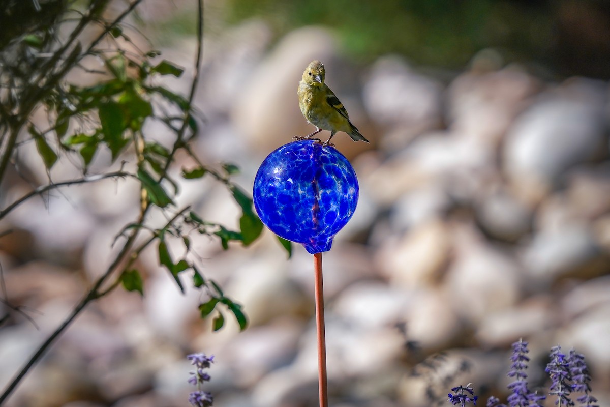 American Goldfinch - ML623767523