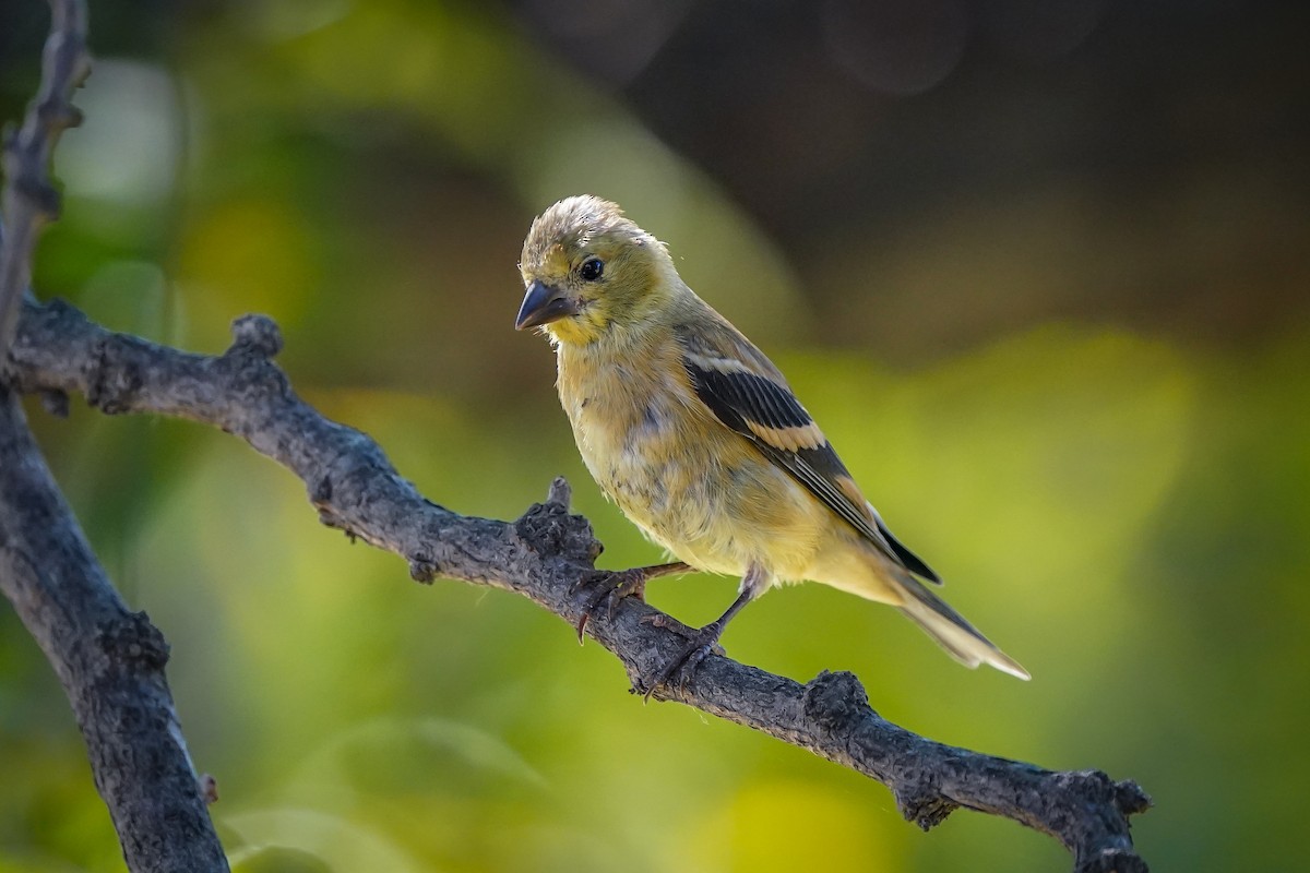 American Goldfinch - ML623767524