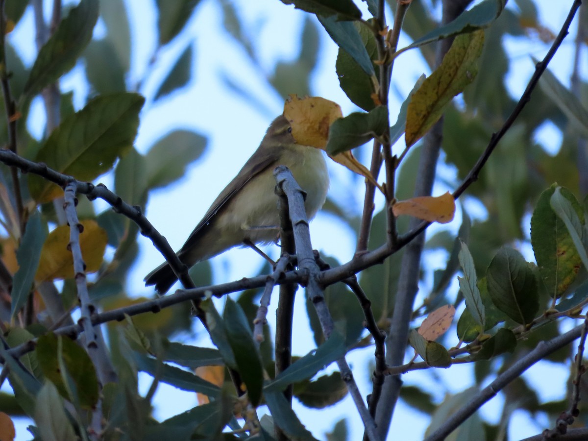 Common Chiffchaff - ML623767545