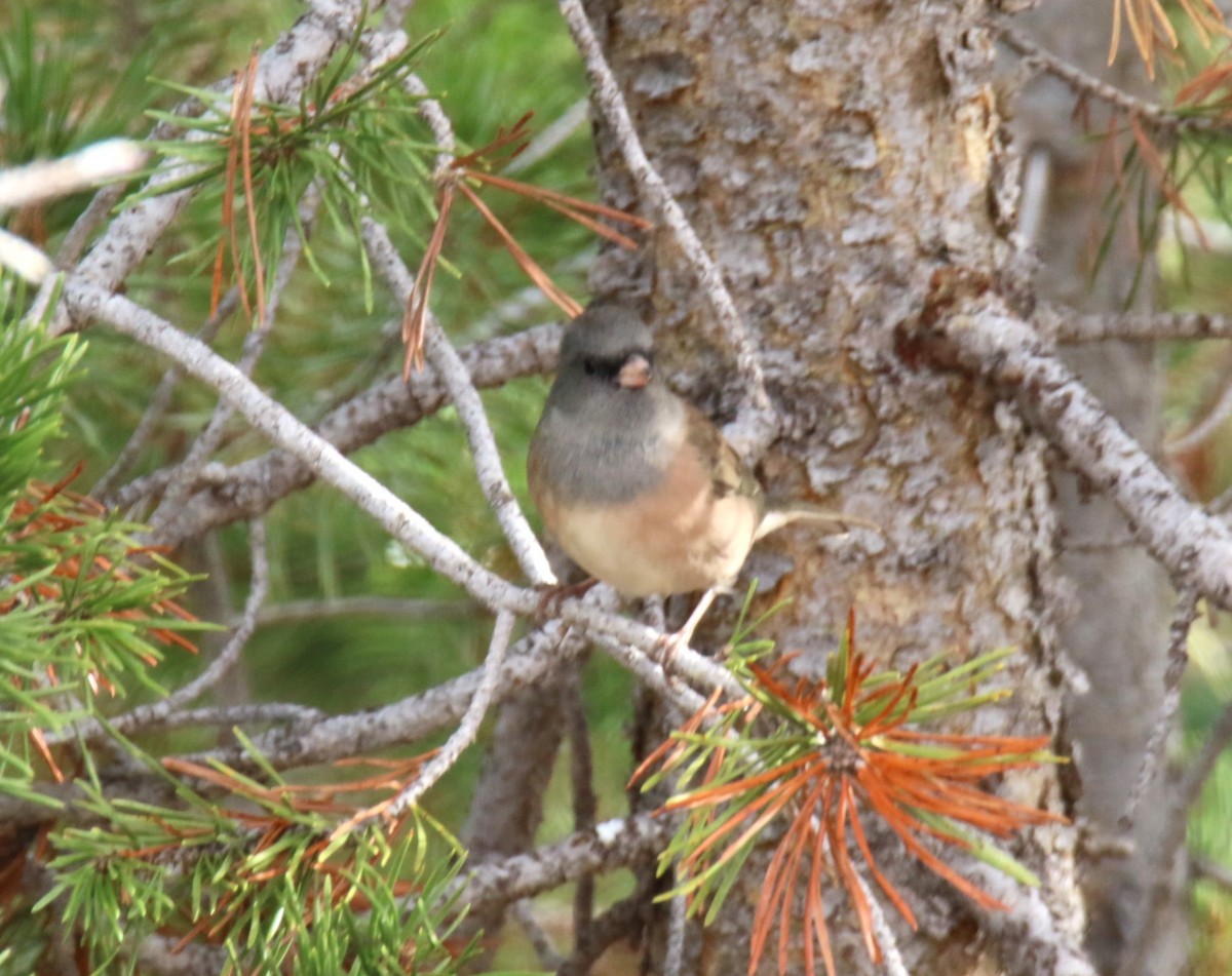 Junco Ojioscuro (mearnsi) - ML623767582