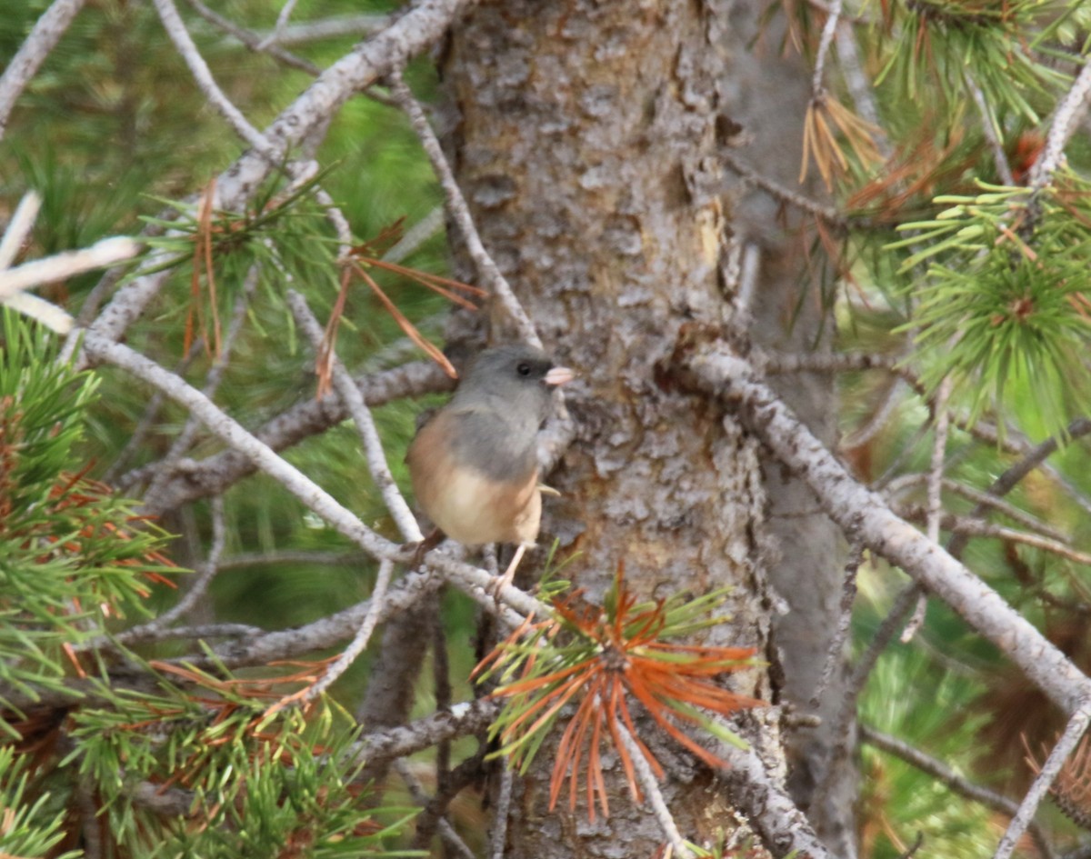 Junco Ojioscuro (mearnsi) - ML623767583