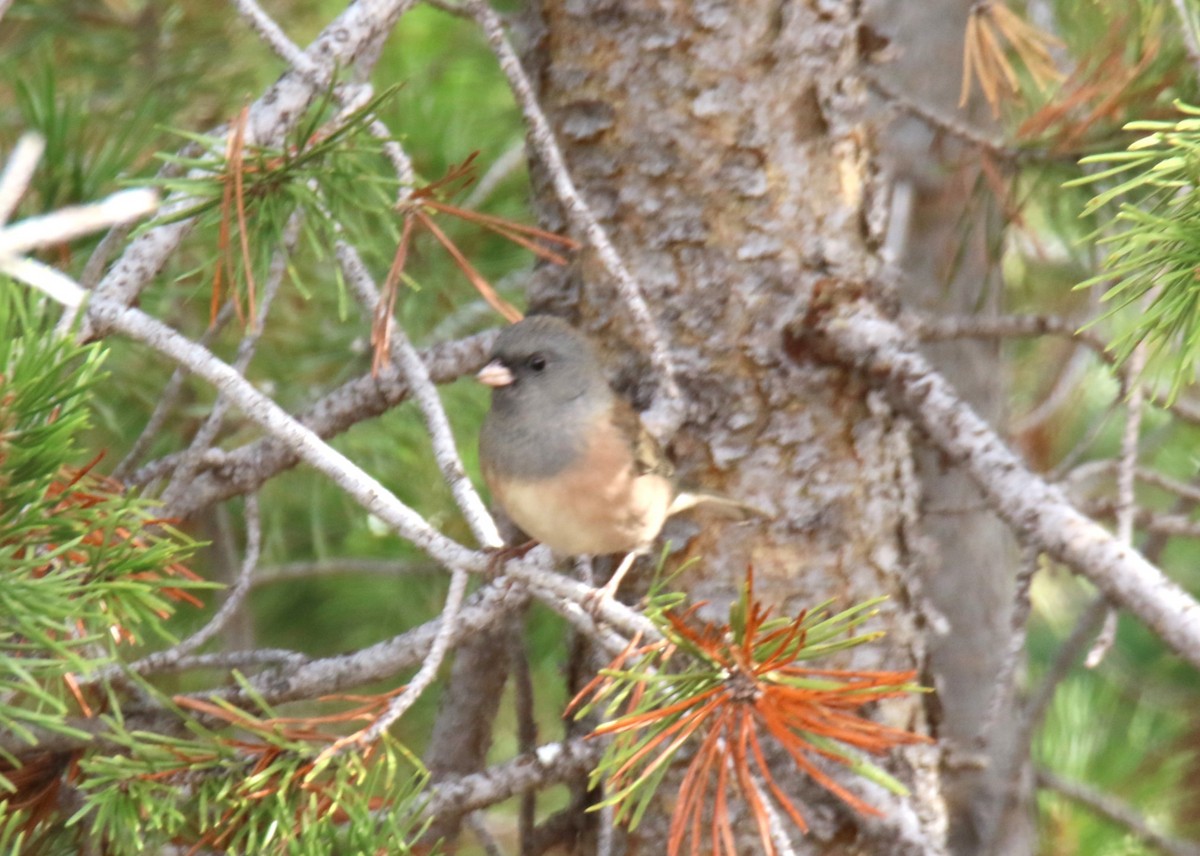 Junco Ojioscuro (mearnsi) - ML623767584