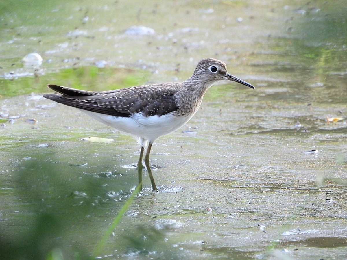 Solitary Sandpiper - ML623767624