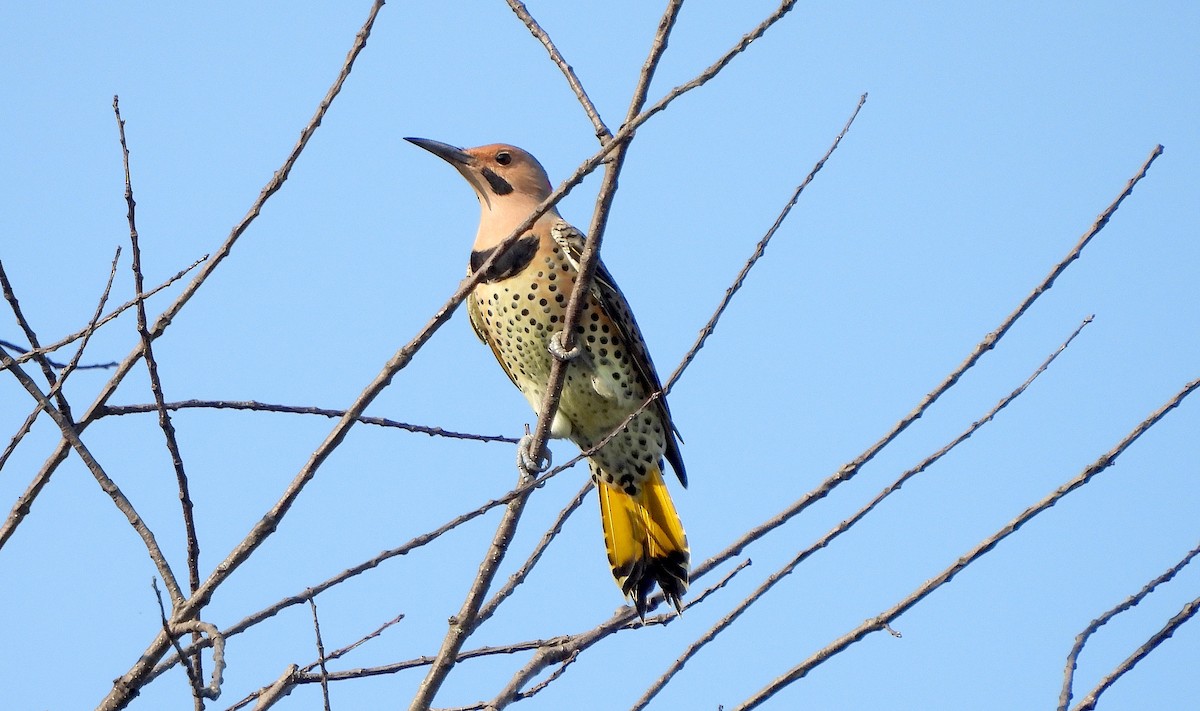Northern Flicker - ML623767675