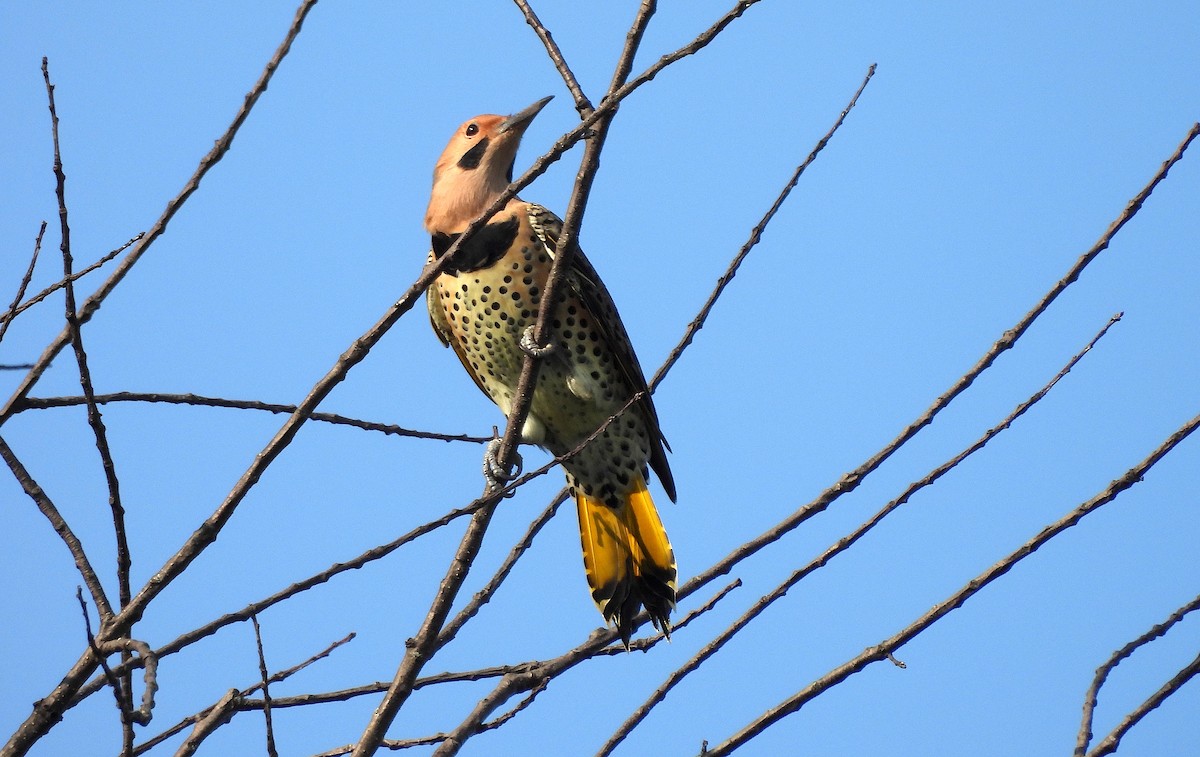 Northern Flicker - ML623767676