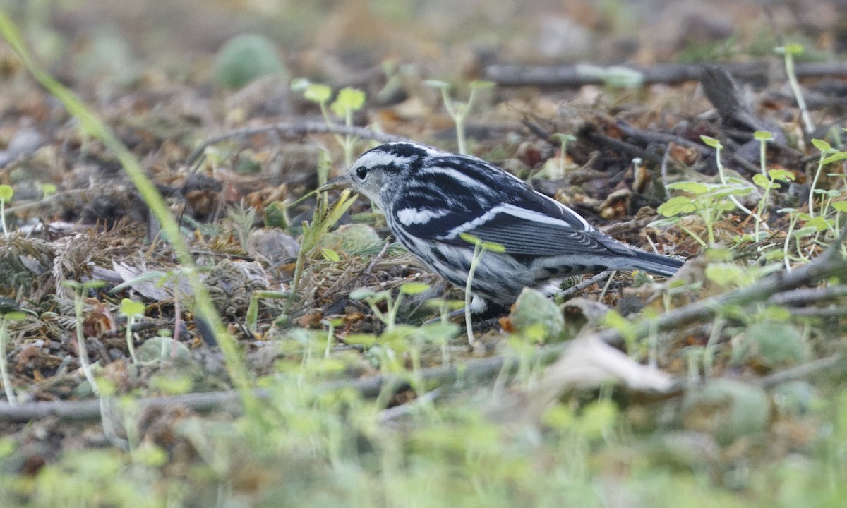 Black-and-white Warbler - ML623767683