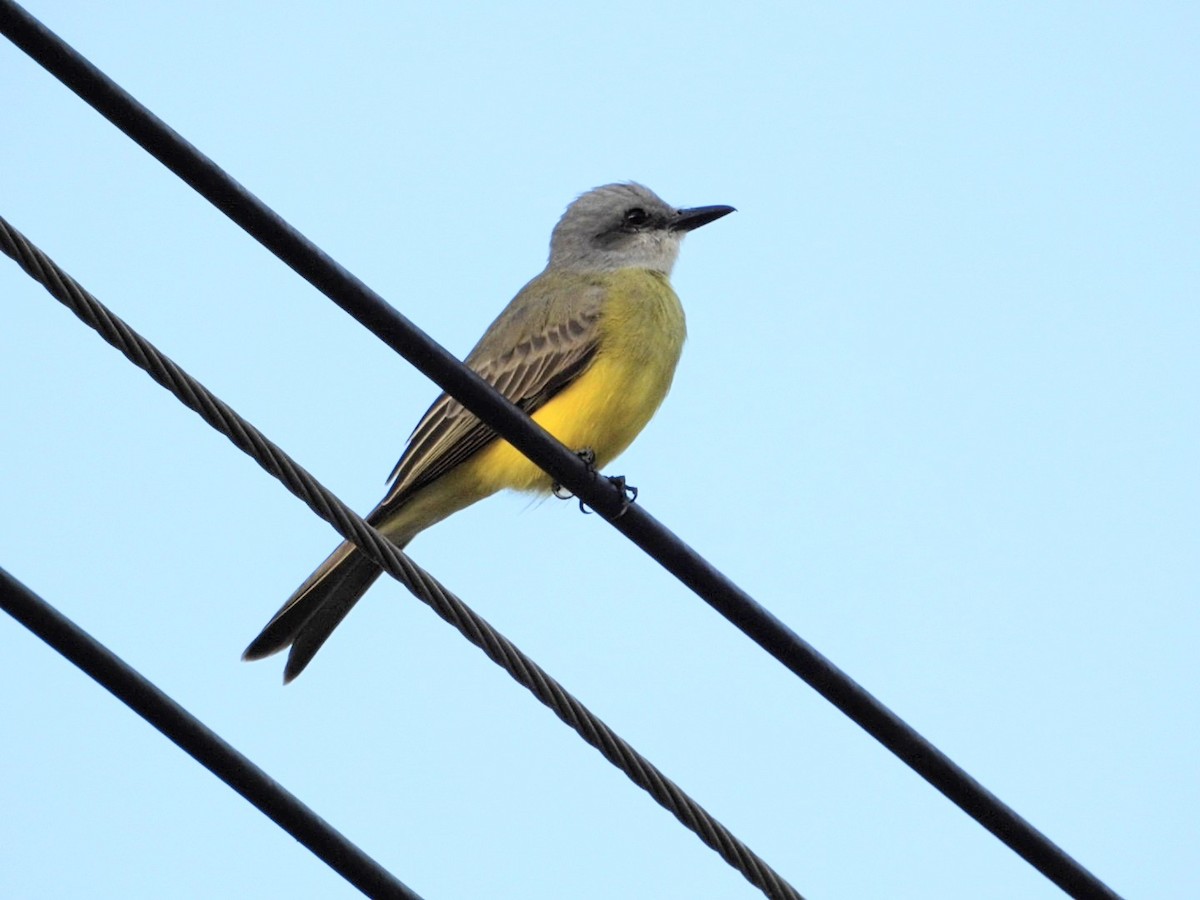 Tropical Kingbird - ML623767685