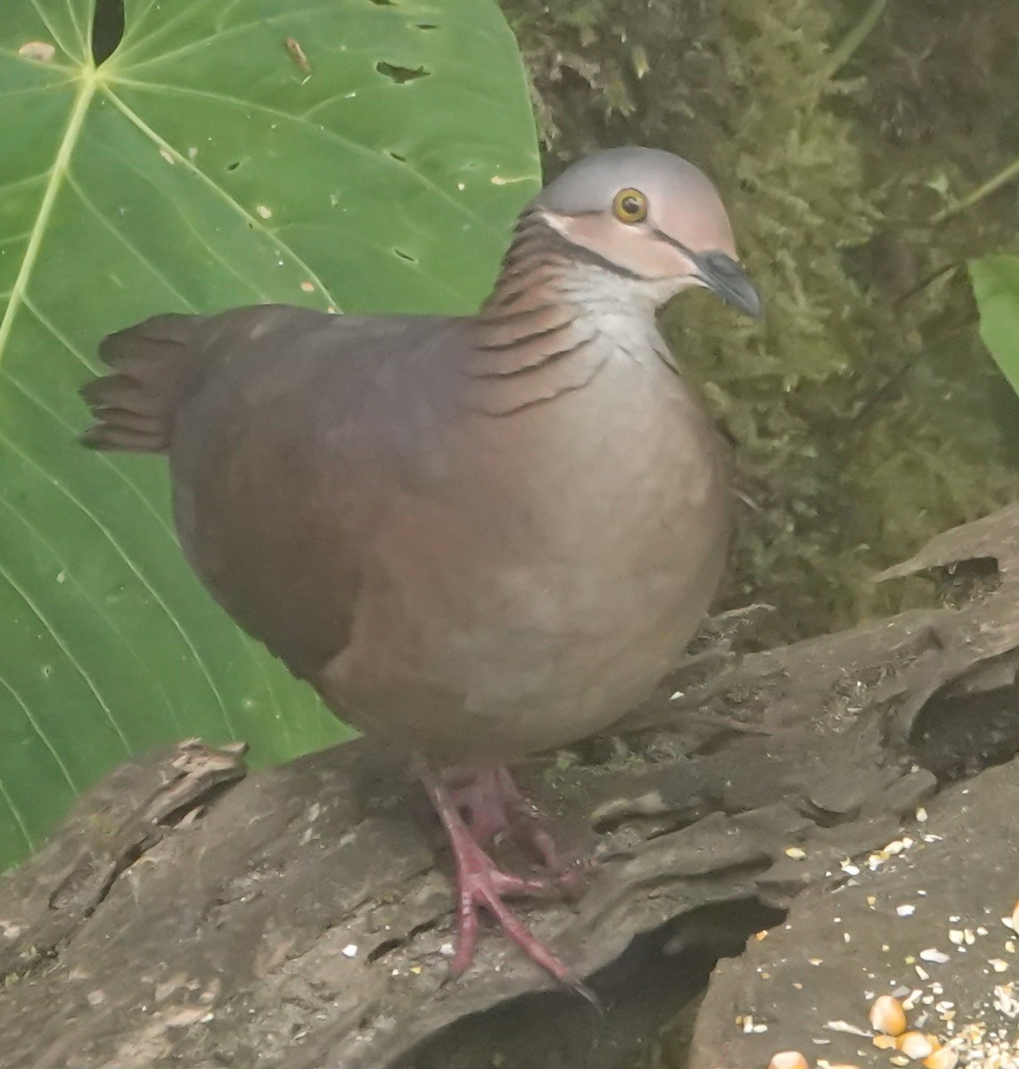 White-throated Quail-Dove - ML623767699