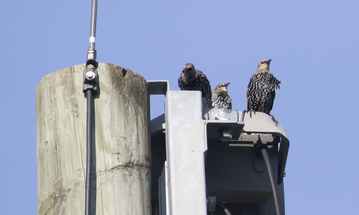 European Starling - ML623767700