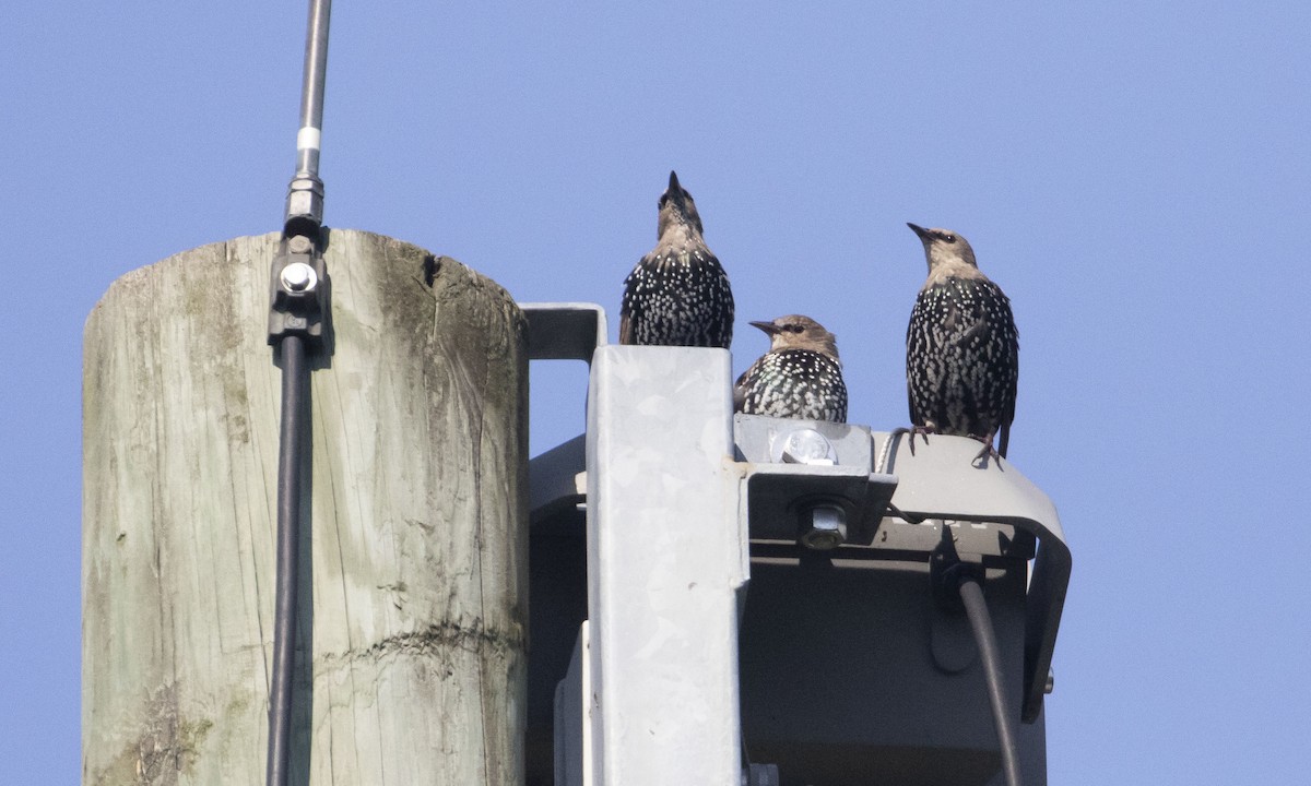 European Starling - Heather Wolf