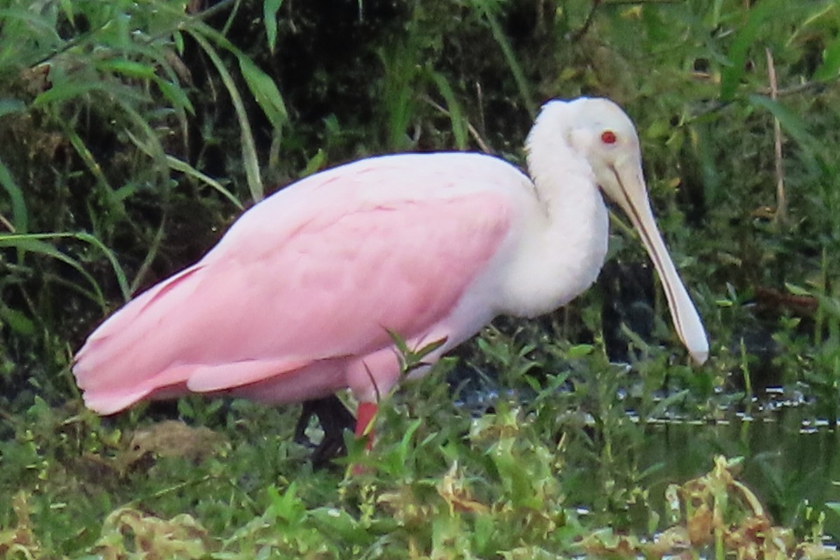 Roseate Spoonbill - ML623767706