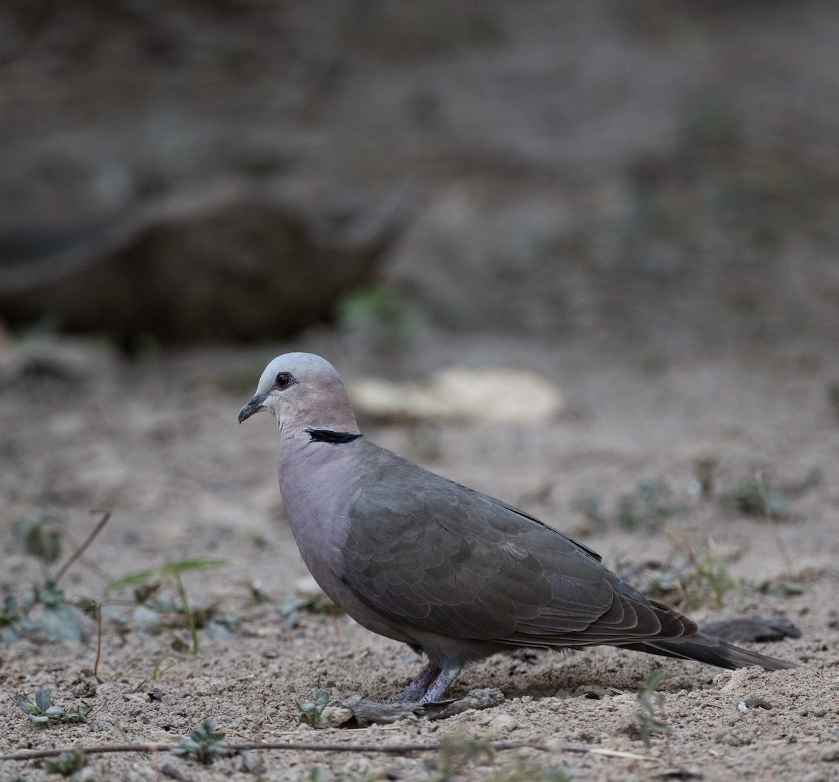 Red-eyed Dove - ML623767723