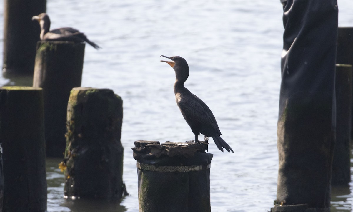 Double-crested Cormorant - ML623767724