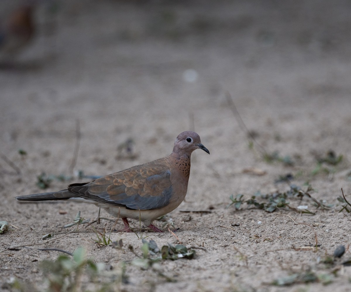 Laughing Dove - ML623767736