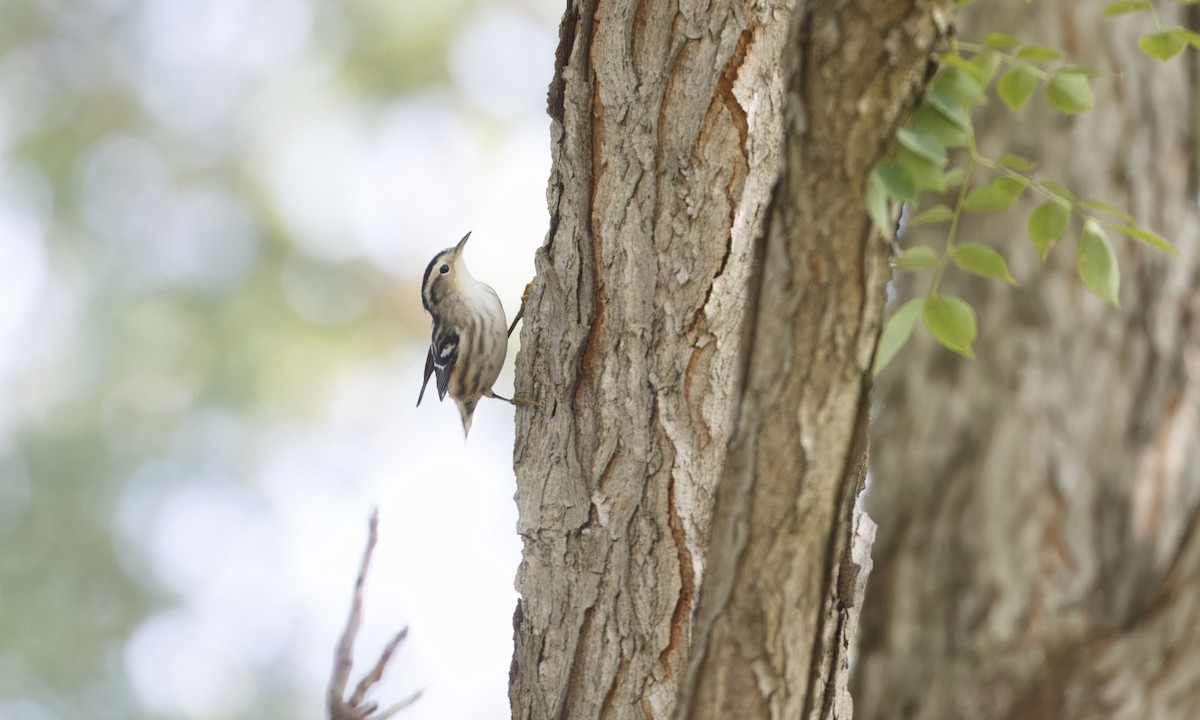 Black-and-white Warbler - ML623767743